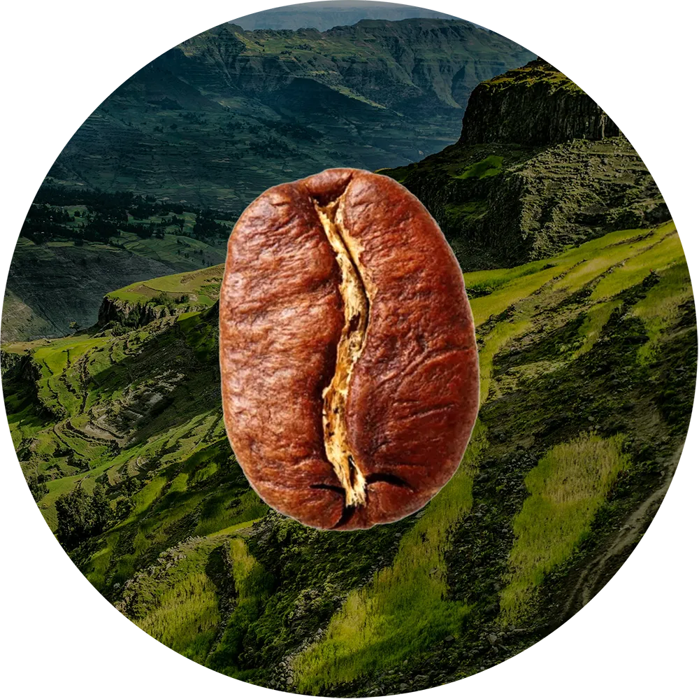 Ziarno kawy Arabika