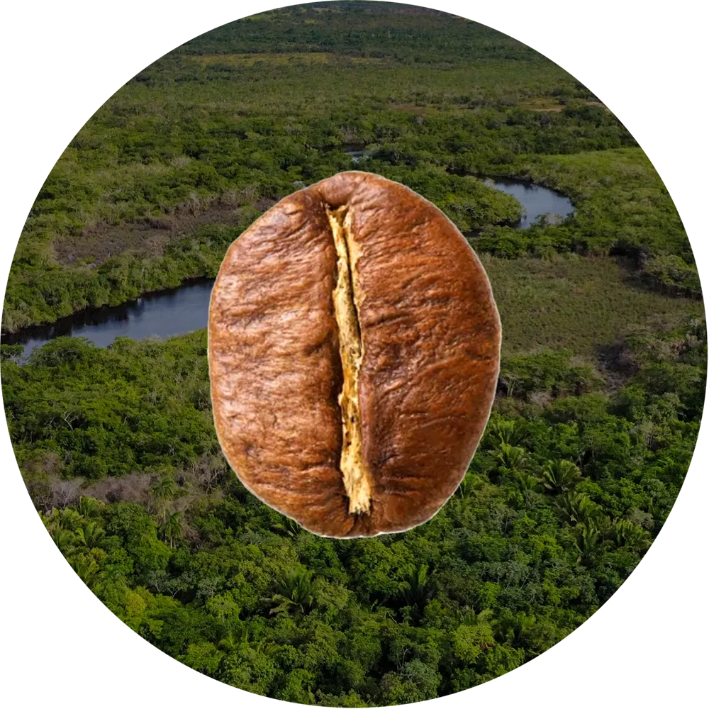 Ziarno kawy Robusta